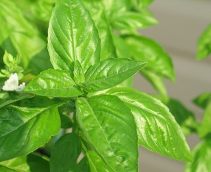 basil