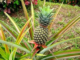 pineapple plant