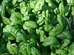 garden spinach