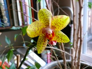 Winter Orchid