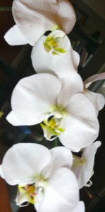 Love Orchids