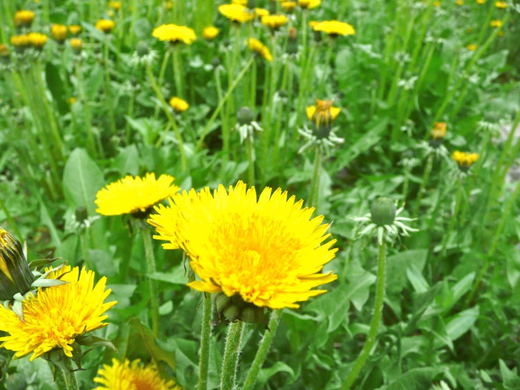 Dandy Dandelions – Super Spring Liver&nbsp;Cleanser