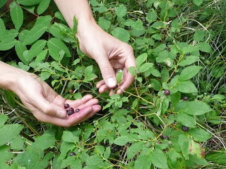 Huckleberry Cheesecake