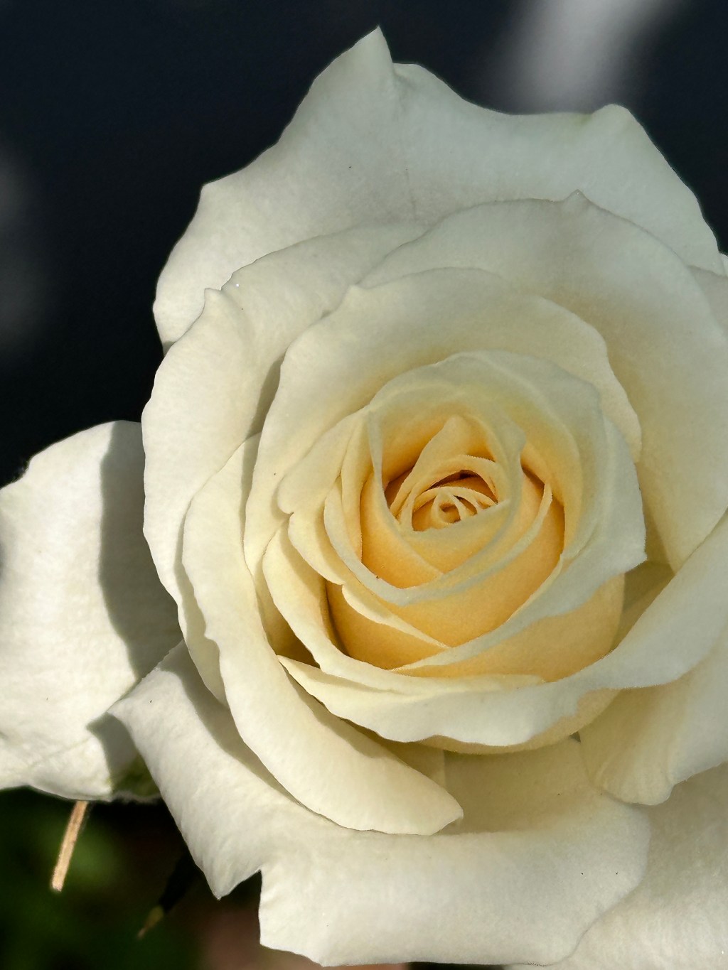 Ayurveda – A Solution to Combat Stress, Anxiety, Loneliness, Depression, and&nbsp;Fear