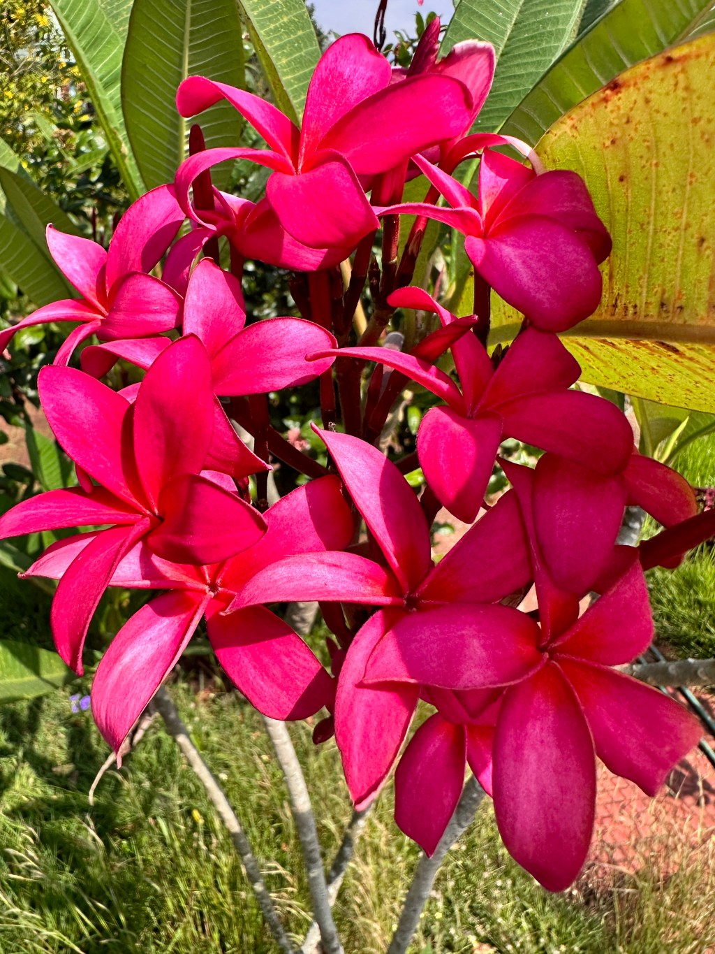 Unlocking the Magic of Successful Manifestation in the New Year through&nbsp;Jyotish